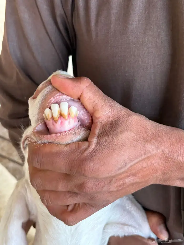 للبيع ماعز بيض دفيع 17