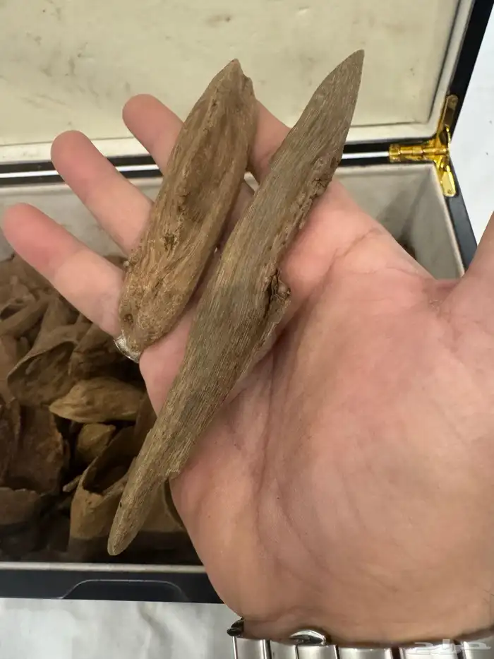 نوادر المروكي ( أندر ووتر ) غطاس   من المقتنيات 10