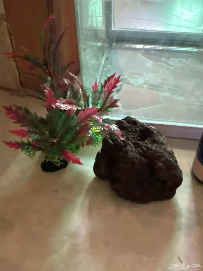 حوض سمك كبير 12