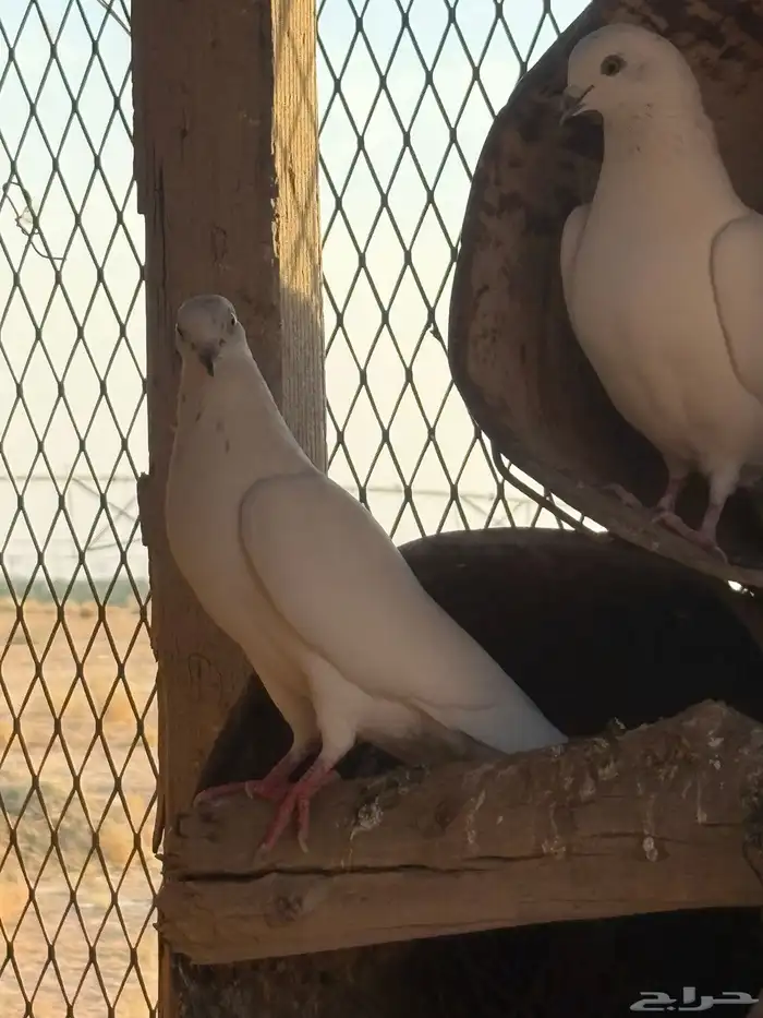 حمام بكستاني شتري عيون سود وشوي بيض 1