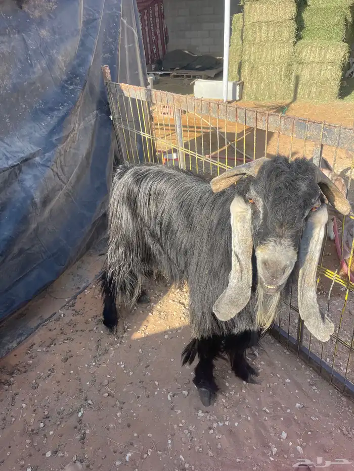 تيس عارضي فحل للبيع 0