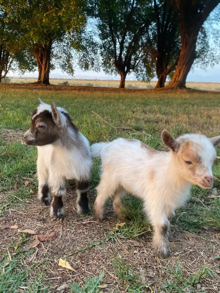 ماعز قزم معاها 2 جفار (اناثي) 4