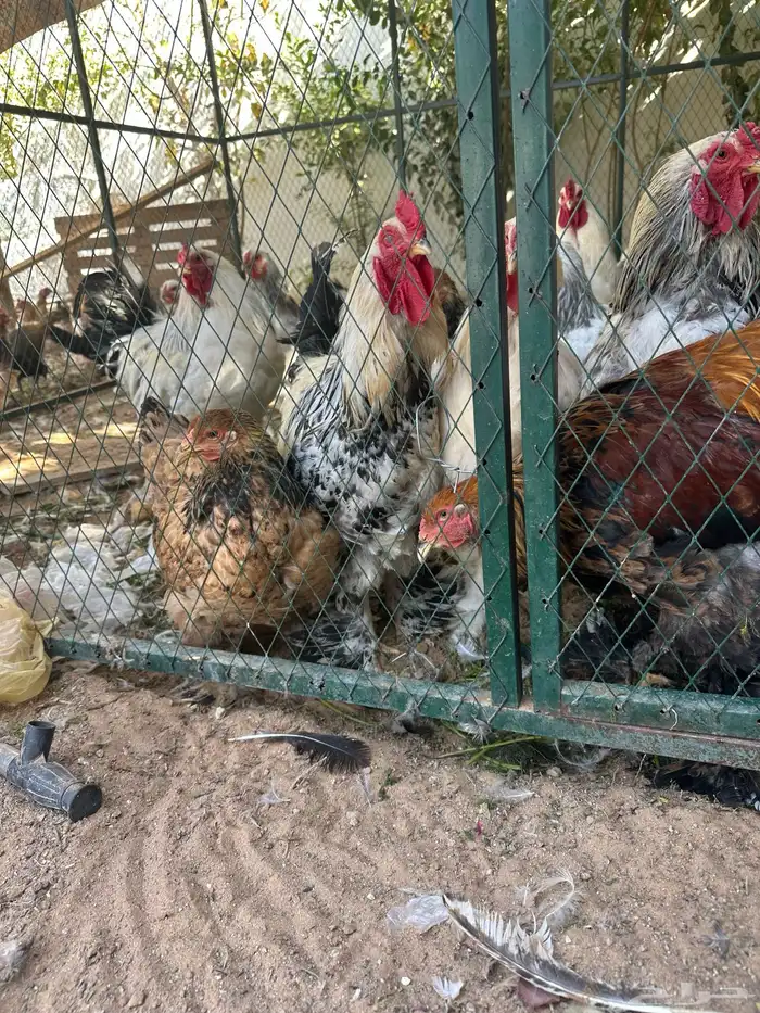 دجاج بلدي ودجاج براهما كلومبي وشبوك دجاج 3 2 وخزان ماء 10