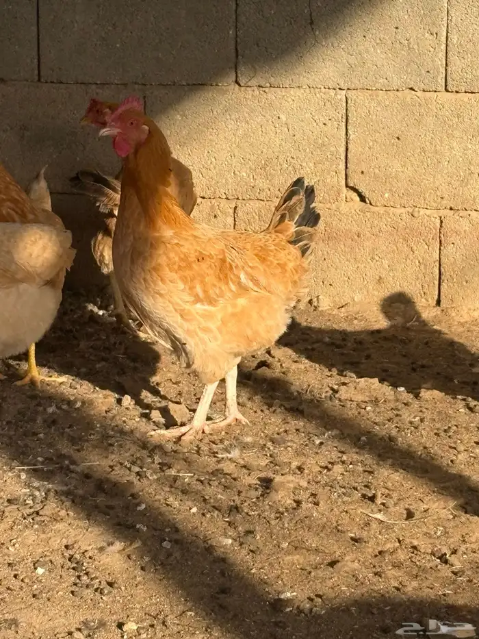 دجاج فرنسي بياض جروم 9