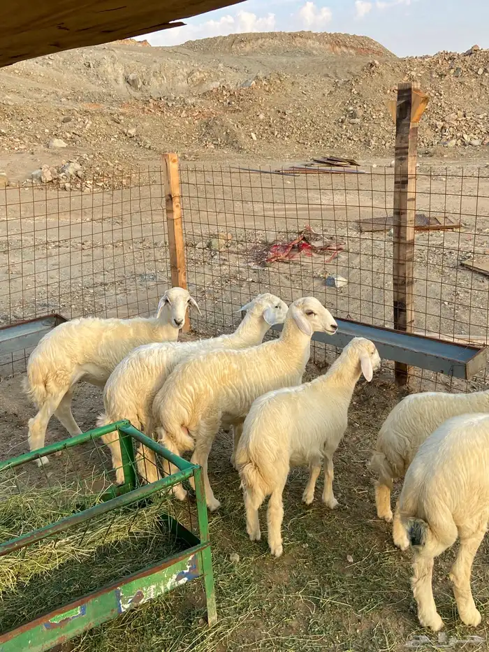 طليان ذبايح للبيع 0