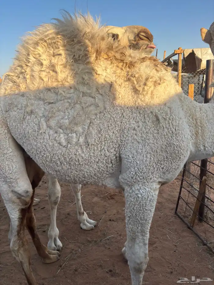 قعدان للبيع جملة اوتفريد 2