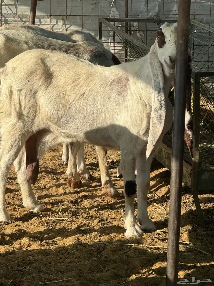 معزا هولنديه مطور صنف 6