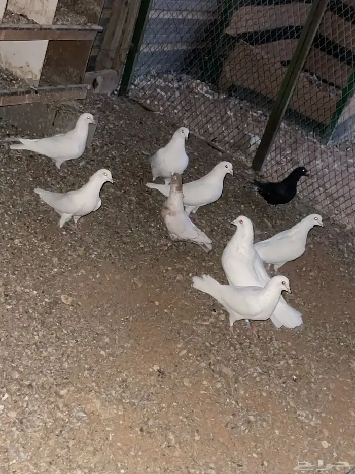 حمام لاحم ابيض جامبو 4