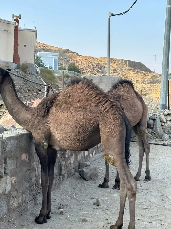 ثنين من القعدان بلديات 0