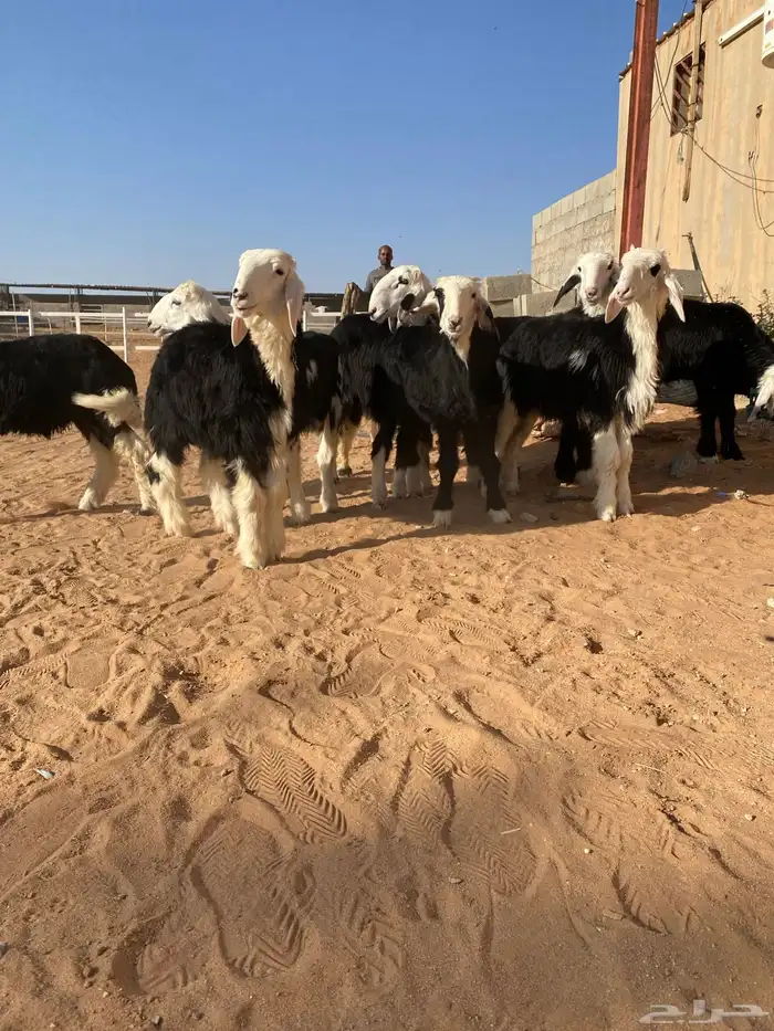 خرفان نجد 7