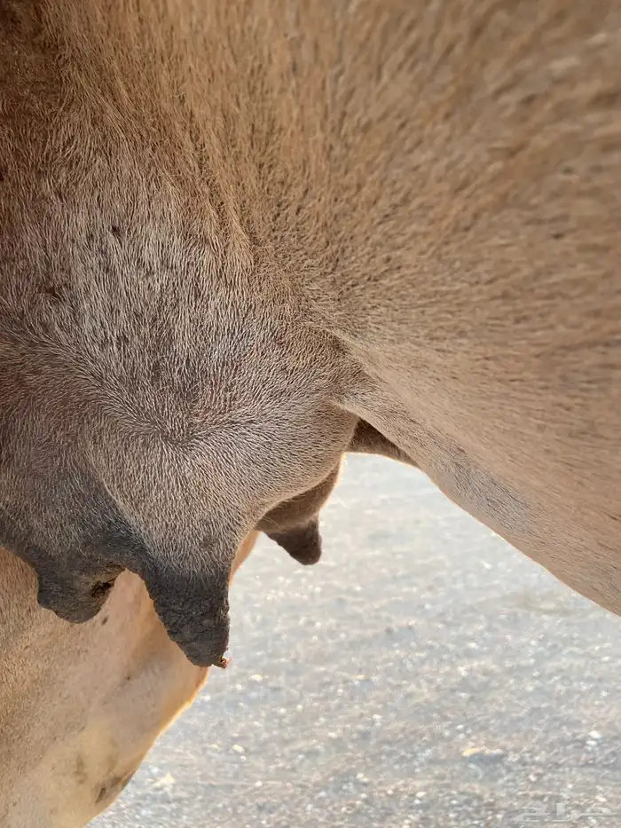 لقحه حمرا موطي للبيع 1