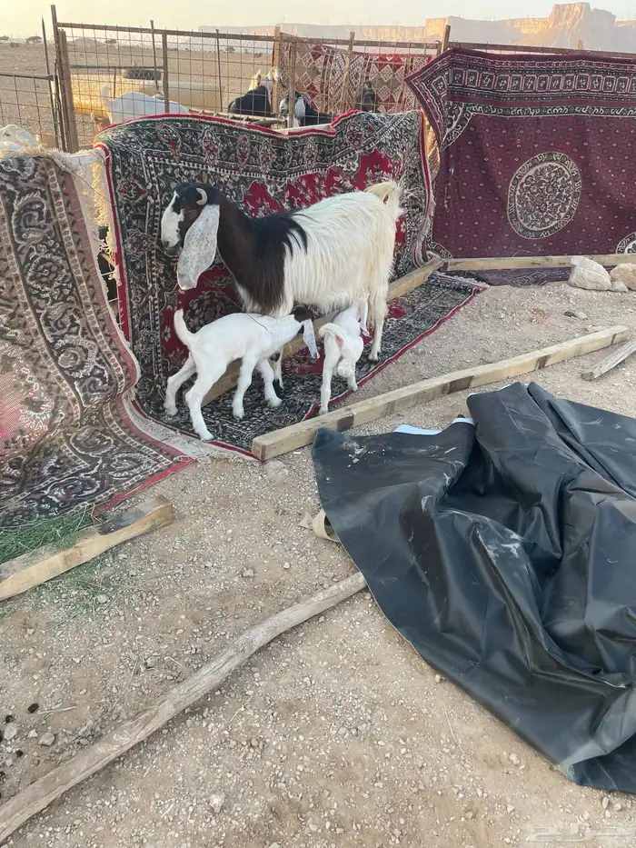 معزا متابيع 19