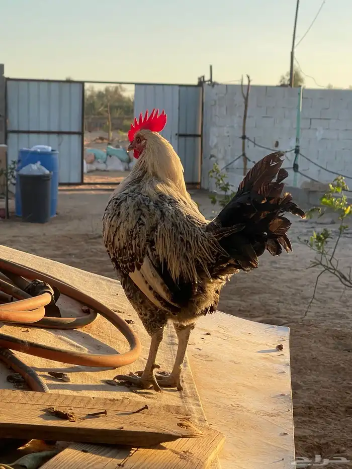 ديوك فيومي وبلدي 4