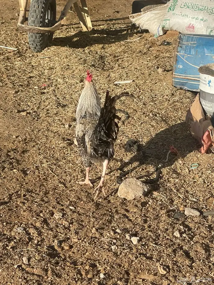 ديوك فيومي وبلدي 10