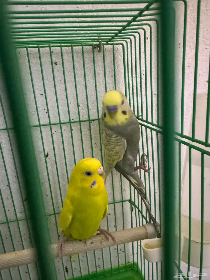 بادجي رينبو 6