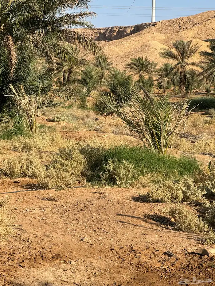 فراخ خضري صقعي 3