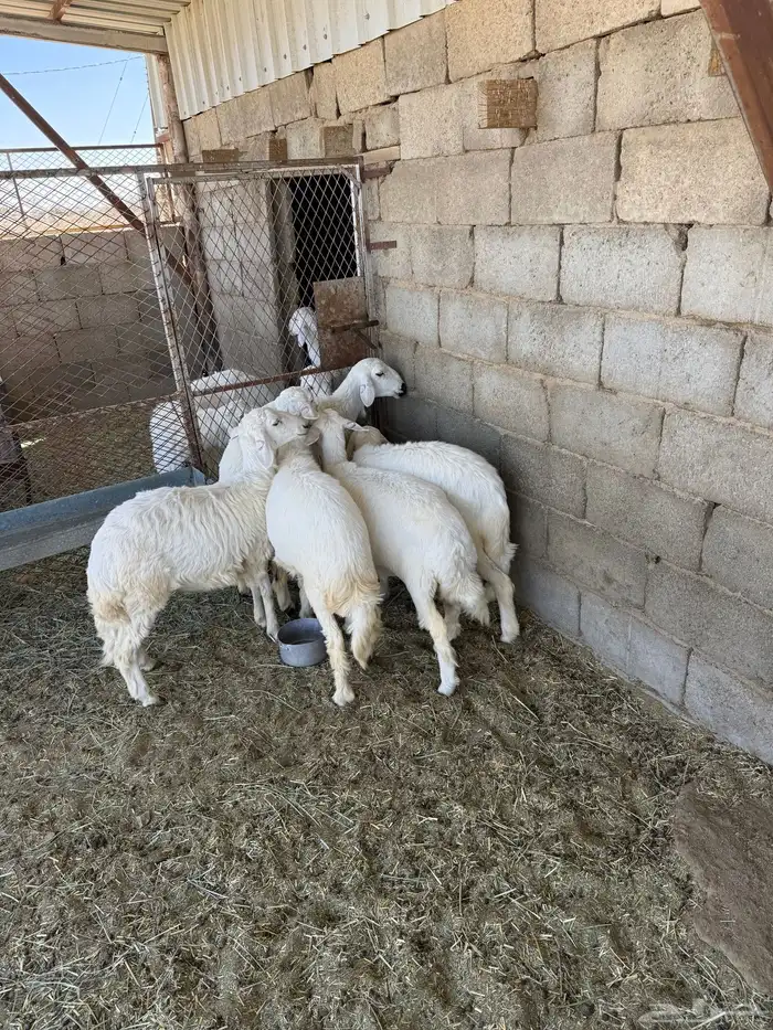 بهم رخال للبيع 1