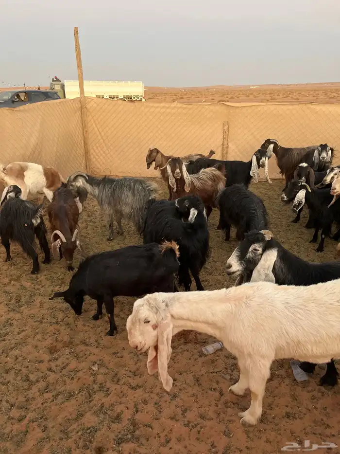 معزاء العدد 19 2