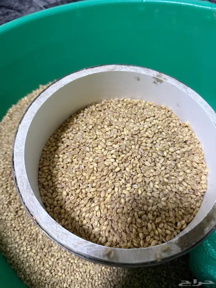 قمح عضوي الحنطة الصمعاء 0
