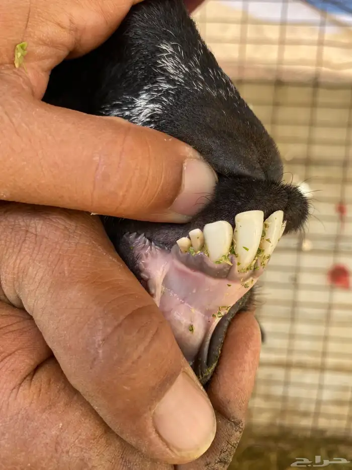 معزا حبشيات اصيله جروم(( تم البيع)) 11