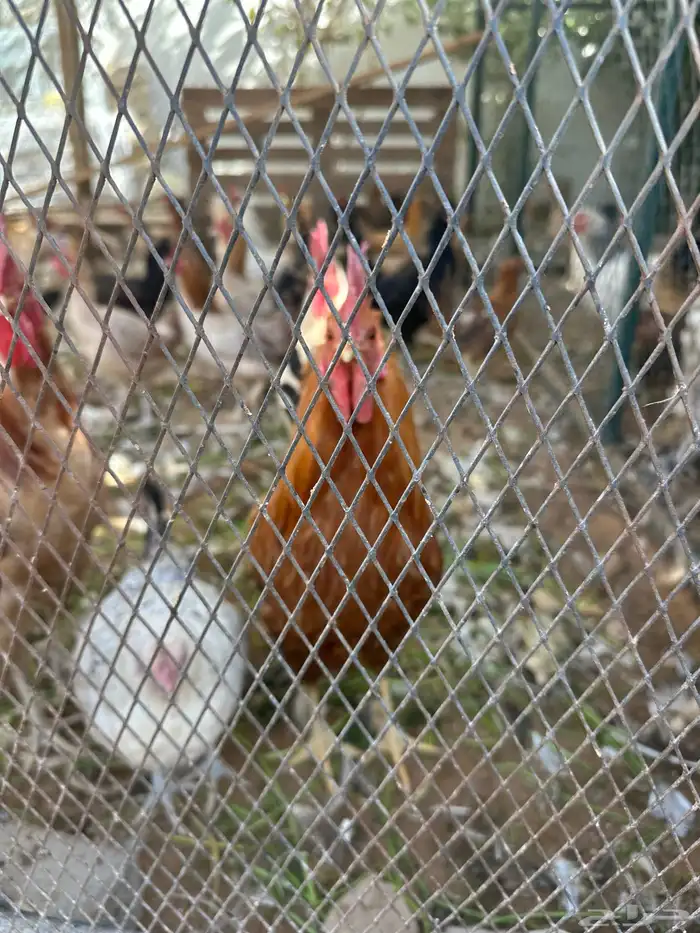 دجاج بلدي ودجاج براهما كلومبي وشبوك دجاج 3 2 وخزان ماء 3