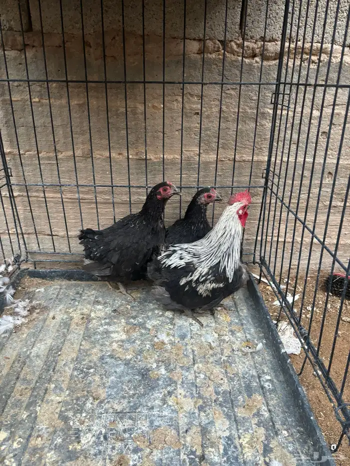 للبيع دجاج جابنيز. 1