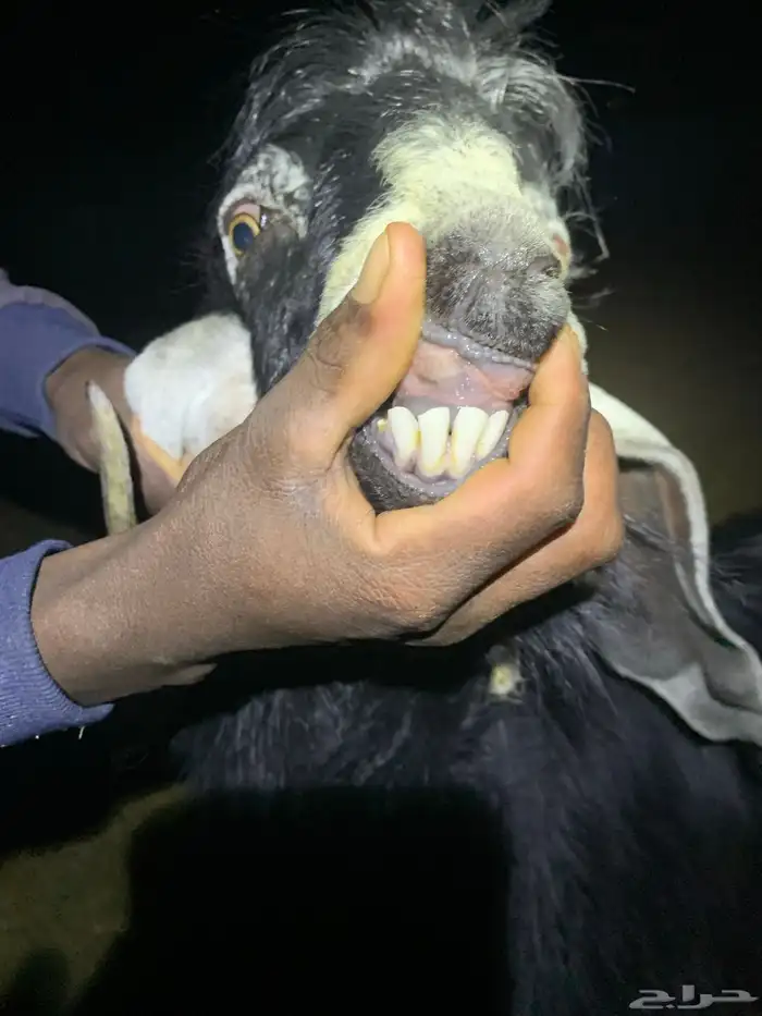 تيس فحل عارضي 0