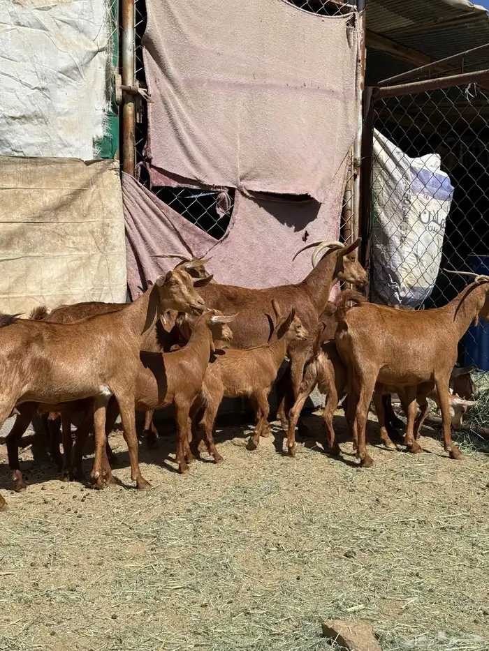 8 معزا حص دهم عليها 8 ذبايح ( تم البيع ) 0