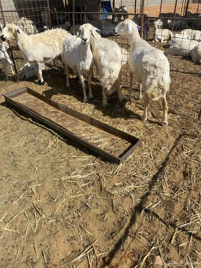 شياه غنم حيل عدد 5 باقي وحده ماصورت 0