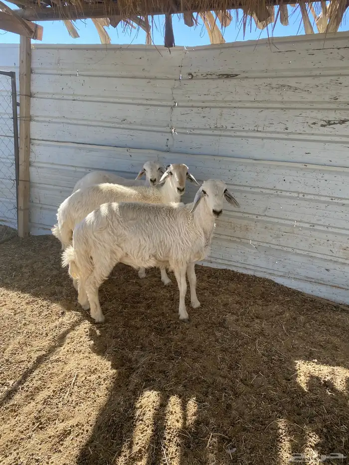 3 خرفان جبرة شرط علفها فقط برسيم رودس شعير من حلالي 3