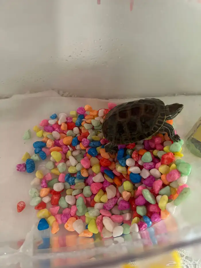 سلحفاة برمائية 0