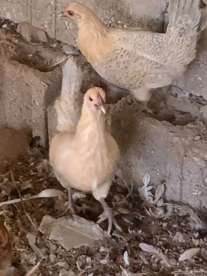 دجاج فيومي جولد صافي 2