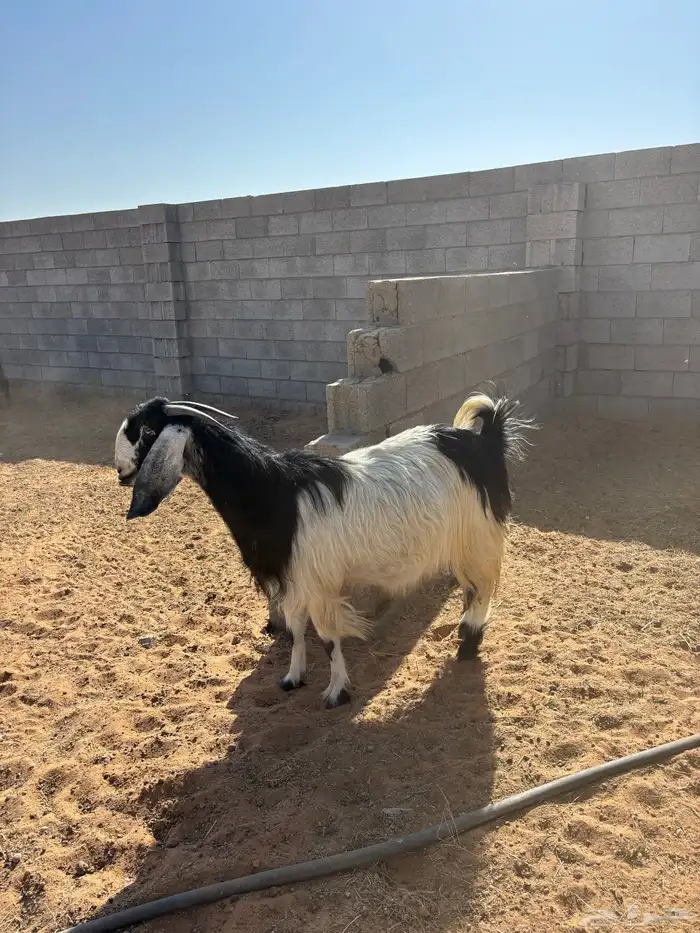 معزا كلها دفيع وعلى الشرط 0