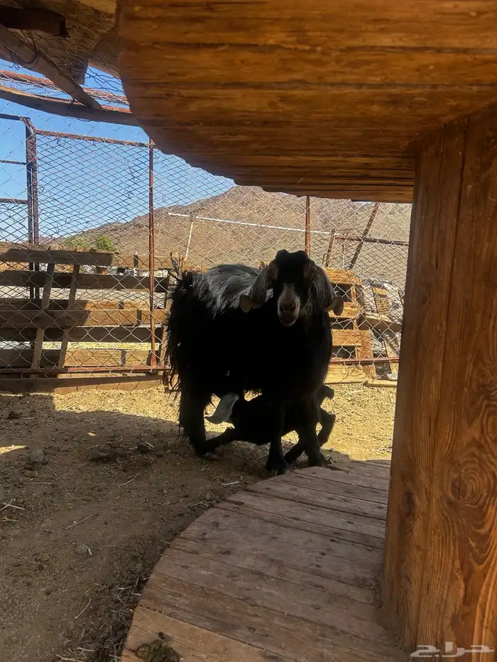 معزا ولد طيبه ونضيفه 2