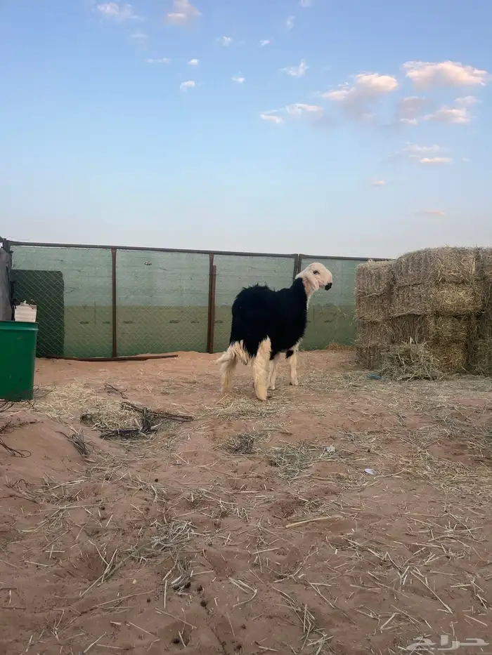 فحل مشروع نجدي 4