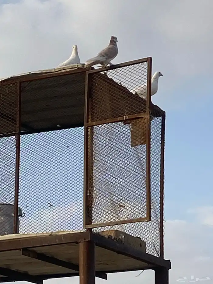 أربع حمام كفو 1