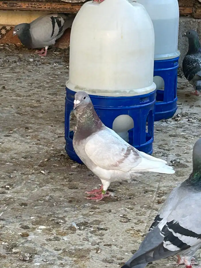 انثى زاجل سباق فخمه 4