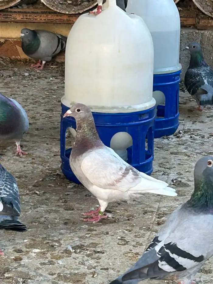 انثى زاجل سباق فخمه 3