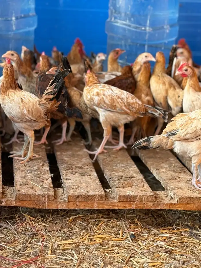 ياشاري الدجاج عمره فوق شهرين البيع عاجل ألرجاء عدم البخس 1