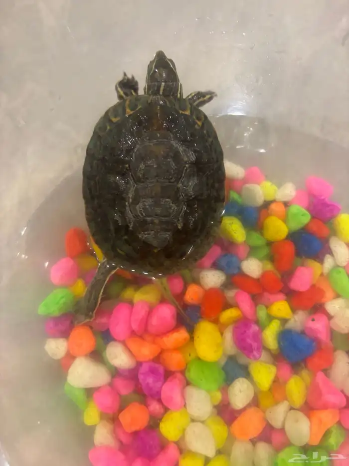 سلحفاه للبيع 3