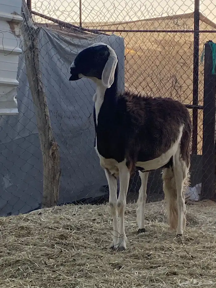 جذعه سواكنيه جرم وجباره 0