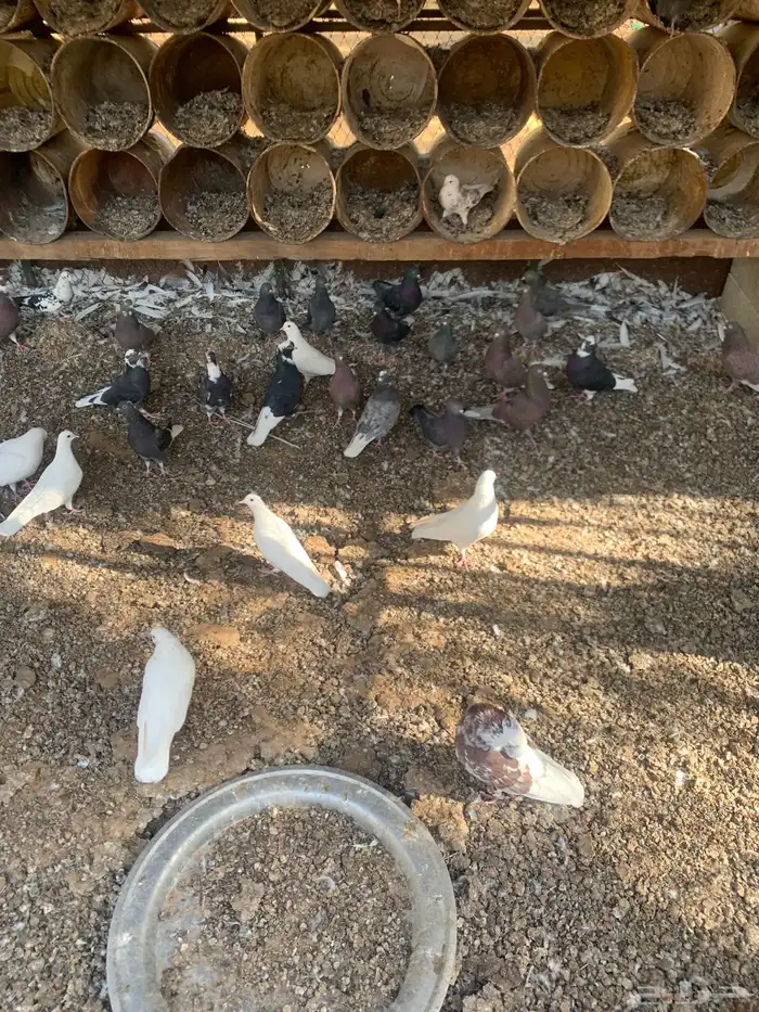 حمام قلاب ازواج 1