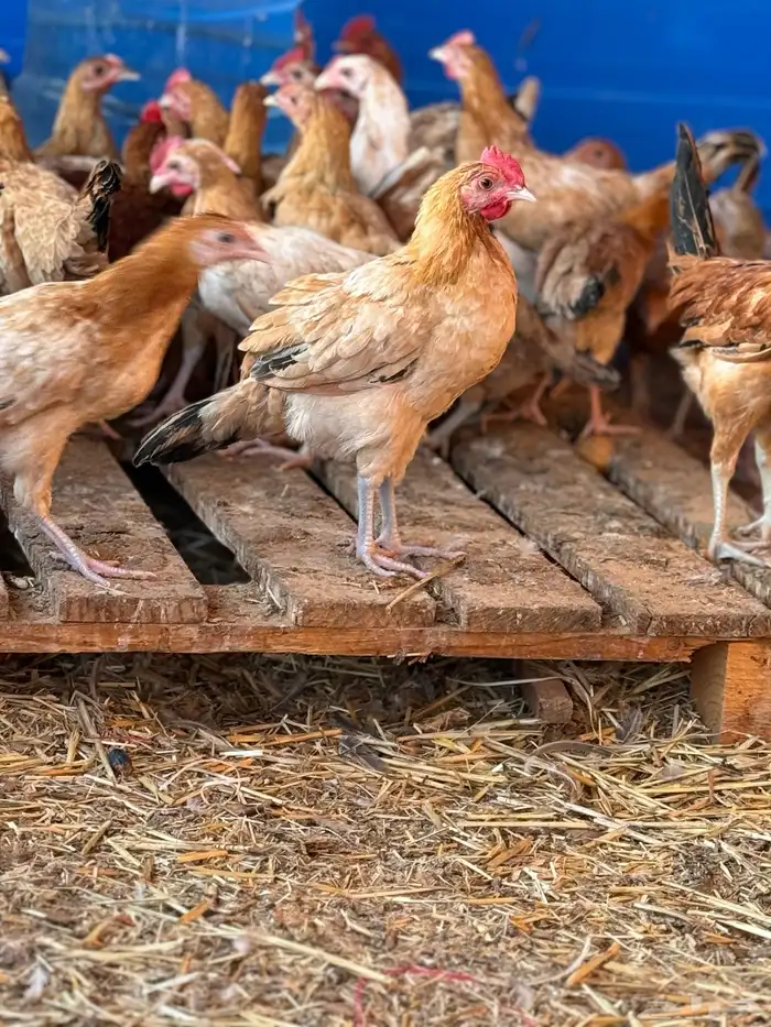 ياشاري الدجاج عمره فوق شهرين البيع عاجل ألرجاء عدم البخس 0