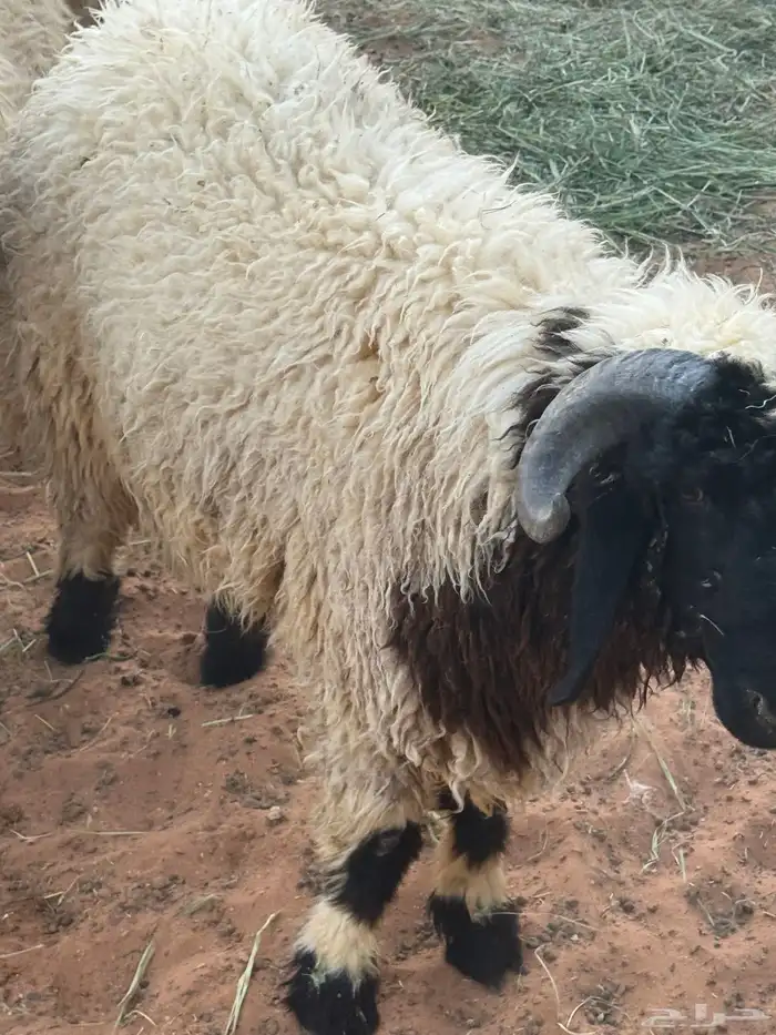 خروف نعيمي العمر 10 شهور 3