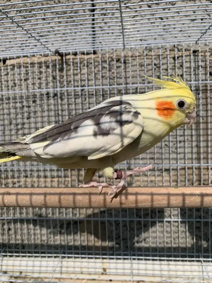 كروان أو كوكتيل للبيع 0