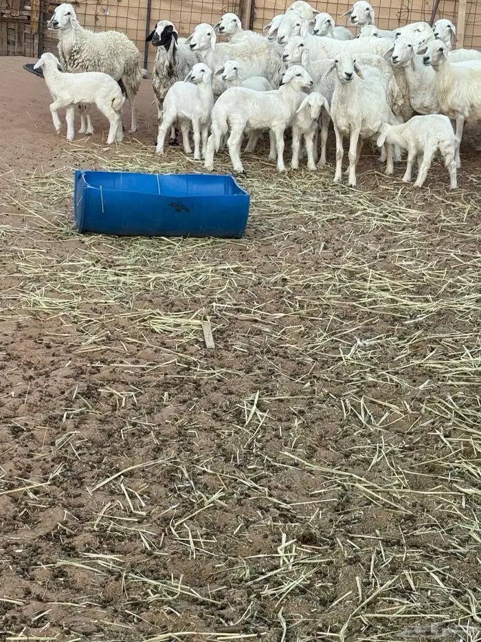 بهم تربيه أغلبها طليان الموقع عفيف 0