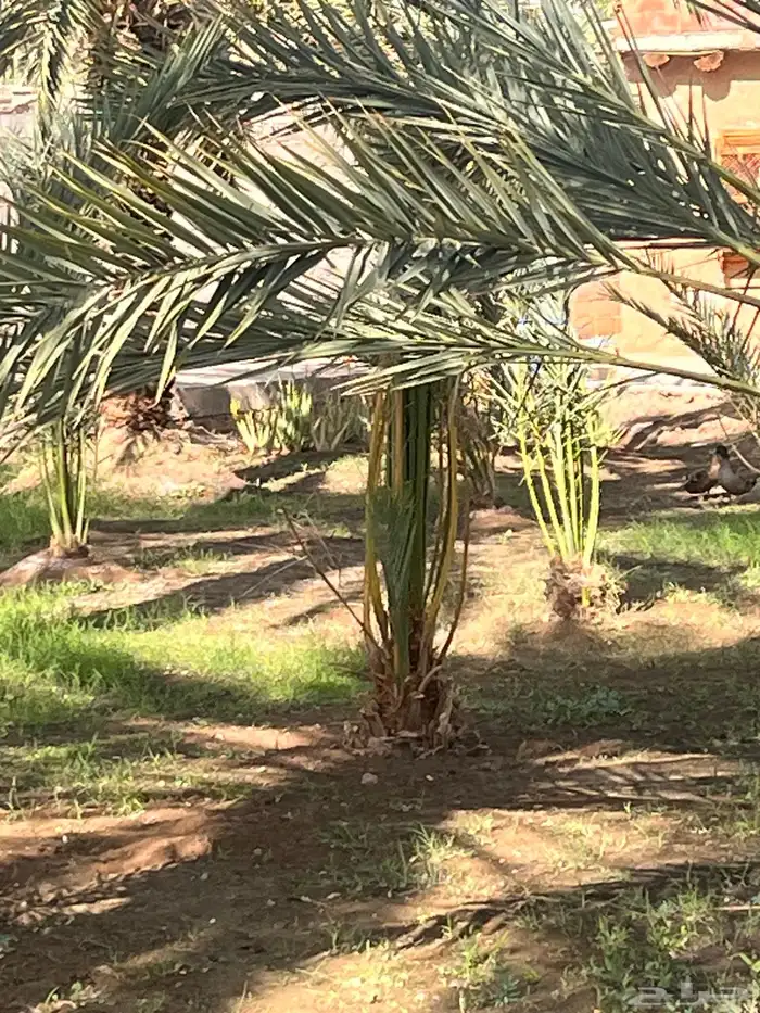 صينو نخل اي نوع 4