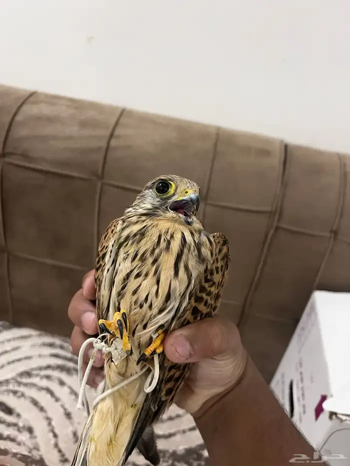 للبيع باشق 2