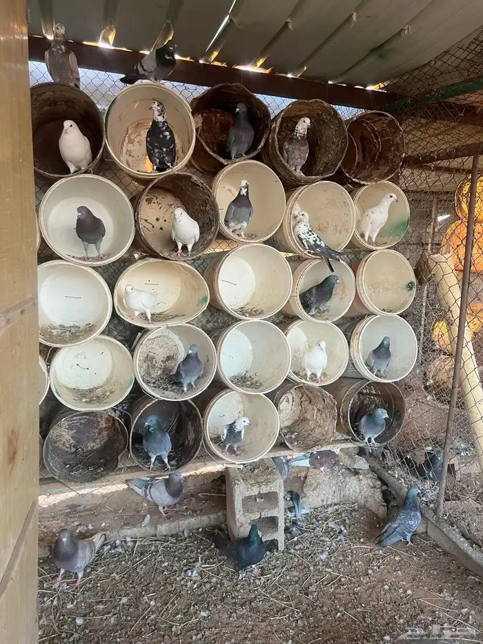 السلام عليكم للبيع حمام مشكل العدد تقريبا 18 جوز 1