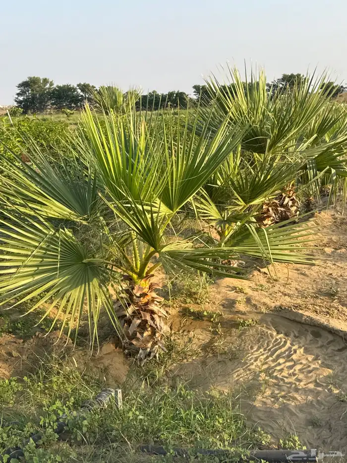 نخل واشنطني 5